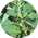 chenopodium_s.jpg