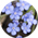 Myosotis spp